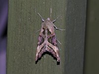 Olive Angle Shades Moth